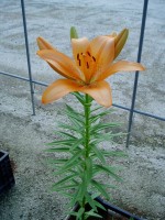 [1672 Desiderio No02.JPG]